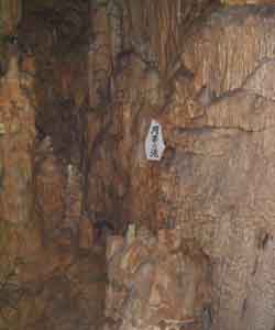 �����̑�