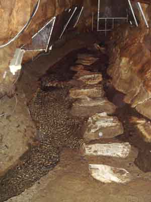 �Y��Ȑ�������Ă��܂�