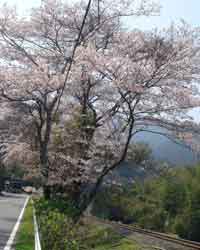 �|���w�߂���