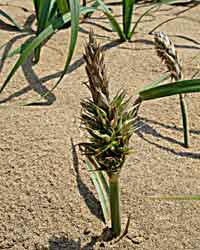 �R�E�{�E���M