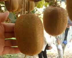 �i��̓w�C���[�h