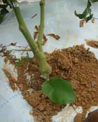 ��؂̉֎q�̗t���o�Ă���