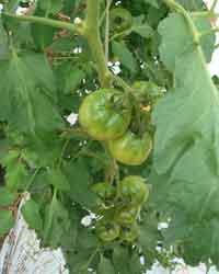 ��Ȃ�̃g�}�g