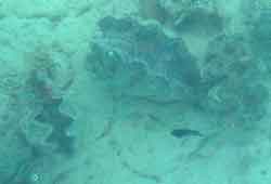 �V���R�L�Q��