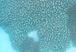 �W���K�C���X��