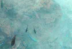 �X��̊Ԃ��j����