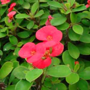 �n�i�L����