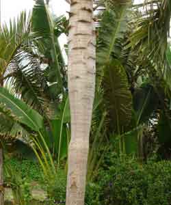 �g�b�N�����V���h�L