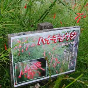 �n�i�`���E�W