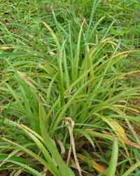 �n�i�p�C��