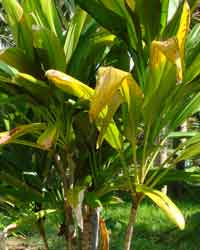 �Z���l���{�N