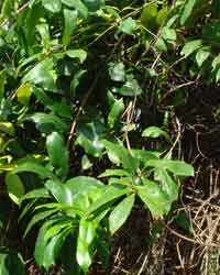 �A���A�P�J�Y��