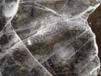 ������̕X